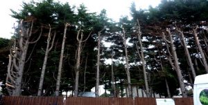 tree surgery W5, W13 Ealing